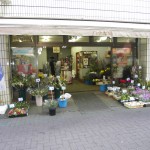 hanakisa