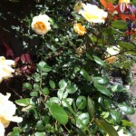 20120514-104832.jpg