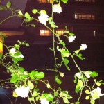 20120515-075907.jpg